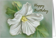 White Begonia Flower Pastel Art Happy Birthday card