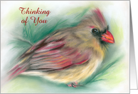 Custom Thinking of You Female Cardinal with Pine Needles Pastel Art card
