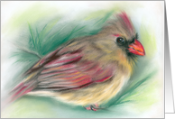 All Occasion Blank Female Cardinal in Pine Pastel Artwork card