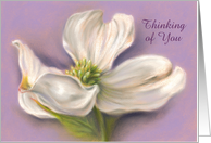 Custom Thinking of You White Dogwood Flower Pastel Artwork card
