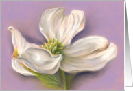 White Dogwood Flower Pastel Artwork All Occasion Blank card