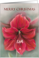 Merry Christmas Red Amaryllis Pastel Flower Artwork card
