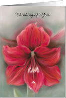 Custom Thinking of You Red Amaryllis Flower Pastel Artwork card