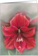 Red Amaryllis Flower Pastel Artwork Any Occasion Blank card