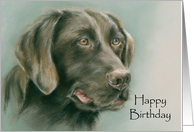 Chocolate Labrador Retriever Dog Portrait Happy Birthday card