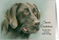 Chocolate Labrador Retriever Custom Condolences for Loss of Pet card