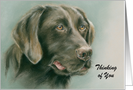 Chocolate Labrador Retriever Dog Portrait Custom Thinking of You card