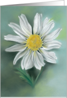 White Daisy Pastel Flower Artwork Any Occasion Blank card
