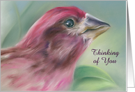 Purple Finch Pastel Bird Artwork Custom Thinking of You card