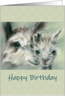 Birthday Alpacas...