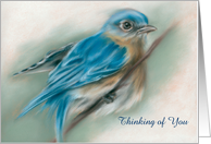 Custom Thinking of You Bluebird Soft Pastel Bird Artwork card