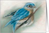 Any Occasion Bluebird Soft Pastel Bird Artwork Blank card