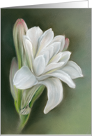 Any Occasion Delicate White Flowers Tuberose Pastel Blank card