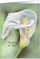 Personalized Thinking of You Graceful Calla Flower White Lily Pastel card