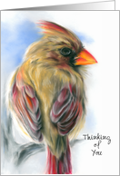 Custom Thinking of You Cardinal Female Redbird Pastel Artwork card