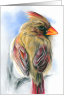 Any Occasion Cardinal Female Redbird Pastel Art Blank card