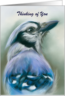 Personalized Thinking of You Blue Jay Bird Portrait Pastel Art card