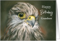 Personalized Birthday Grandson Relative Kestrel Falcon Bird Art card