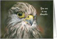 Custom Thinking of You Kestrel Falcon Bird Pastel Art card