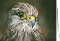 Any Occasion Kestrel Falcon Bird Pastel Art Blank card