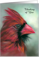 Custom Thinking of You Red Male Cardinal Songbird Pastel Art card