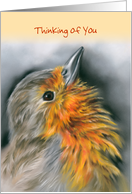 Personalized Thinking of You Bird Artwork European Robin Redbreast card