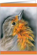 Any Occasion European Robin Redbreast Bird Pastel Portrait Blank card