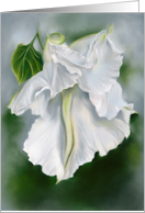 Any Occasion Moonflower White Blossom Floral Pastel Art Blank card
