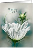 Custom Thinking of You White Cosmos Flower Pastel Art card