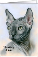 Custom Thinking of You Sphynx Cat Gray Feline Portrait Art card