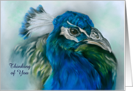 Custom Thinking of You Pretty Peacock Pastel Bird Art card