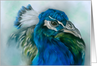 Any Occasion Pretty Peacock Pastel Bird Portrait Art Blank card