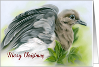 Merry Christmas Mourning Dove with Ivy Pastel Bird Art card