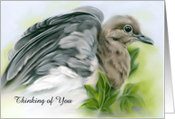 Custom Thinking of You Mourning Dove with Ivy Pastel Bird Art card