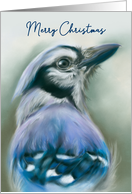 Merry Christmas Blue Jay Pastel Bird Art card