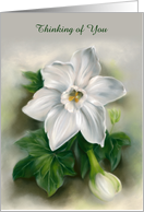 Custom Thinking of You White Narcissus and Green Ivy Floral Pastel Art card