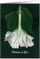 Thinking of You Personalized White Moonflower Floral Pastel Art card