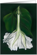 Any Occasion White Moonflower Floral Pastel Art Blank card