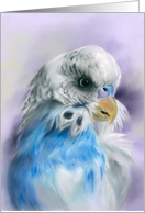 Any Occasion Blue Parakeet Budgerigar Pastel Bird Art Blank card