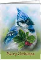 Merry Christmas Blue Jay with Holly Pastel Bird Art card