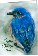 Christmas for Sister Eastern Bluebird with Pine Pastel Bird Custom card