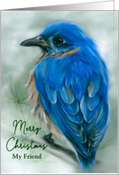 Friend Christmas Eastern Bluebird with Pine Pastel Bird Personalized card