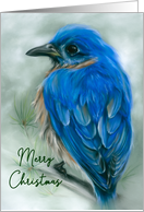Merry Christmas Eastern Bluebird with Pine Pastel Bird Art card