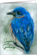 Seasons Greetings Eastern Bluebird with Pine Pastel Bird Art card