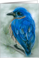 Any Occasion Eastern Bluebird with Pine Pastel Bird Art Blank card