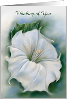 Thinking of You Custom White Flower Datura Blossom Pastel Art card