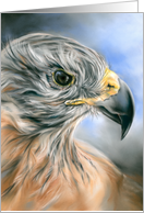Any Occasion Hawk Raptor Portrait Pastel Art Blank card