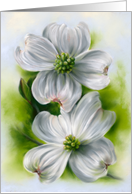 Any Occasion White Dogwood Pair Spring Flower Pastel Blank card
