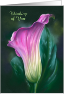 Thinking of You Pink Calla Lily Pastel Flower Art Custom card
