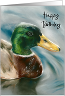 Birthday Mallard Duck on Water Pastel Bird Art card
